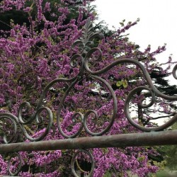Wrought iron garden swing with comfortable seating, top view of the fleur-de-lys design