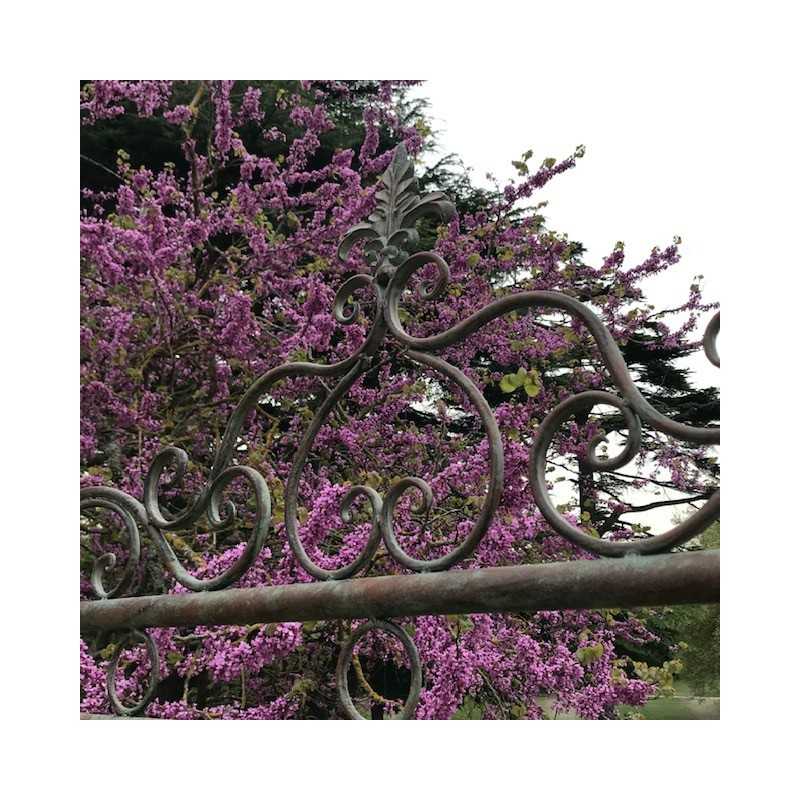 Wrought iron garden swing with comfortable seating, top view of the fleur-de-lys design