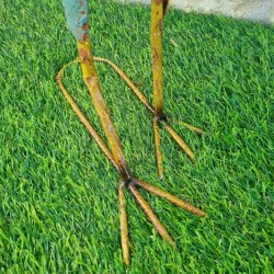 Red and Blue Iron Rooster