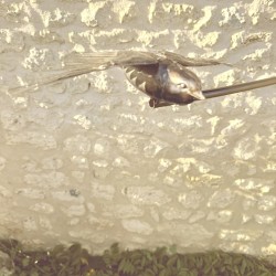 Mobile de jardin inox “Hirondelles en vol” – Sculpture poétique et équilibrée – Lézard du Jardin