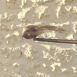 Mobile de jardin inox “Hirondelles en vol” – Sculpture poétique et équilibrée – Lézard du Jardin