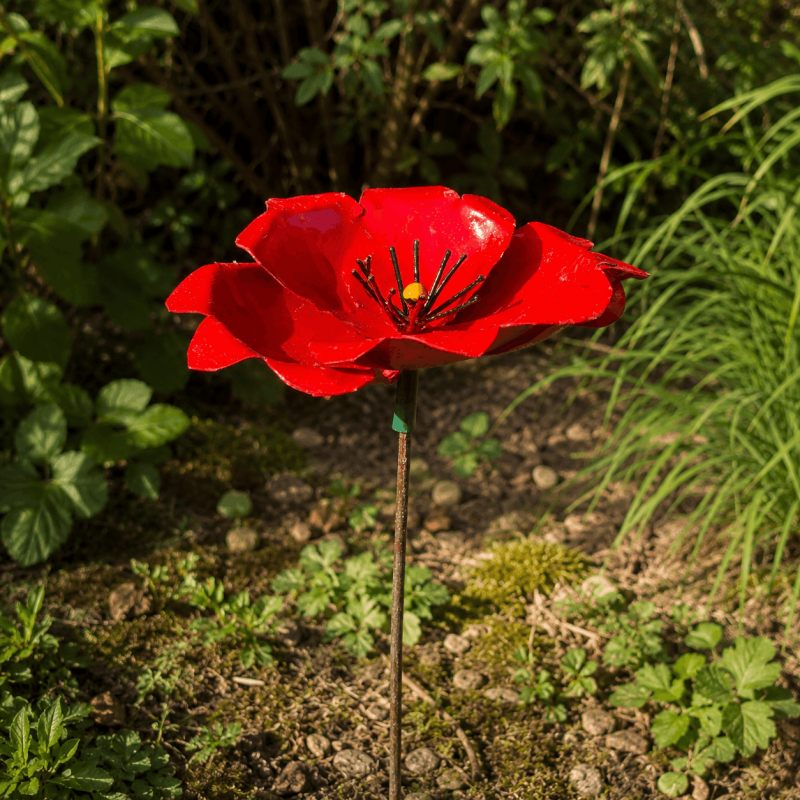 Poppy
