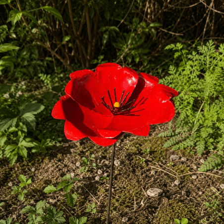 Poppy - top view