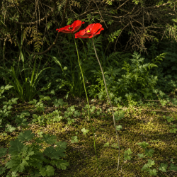 Poppy- overview